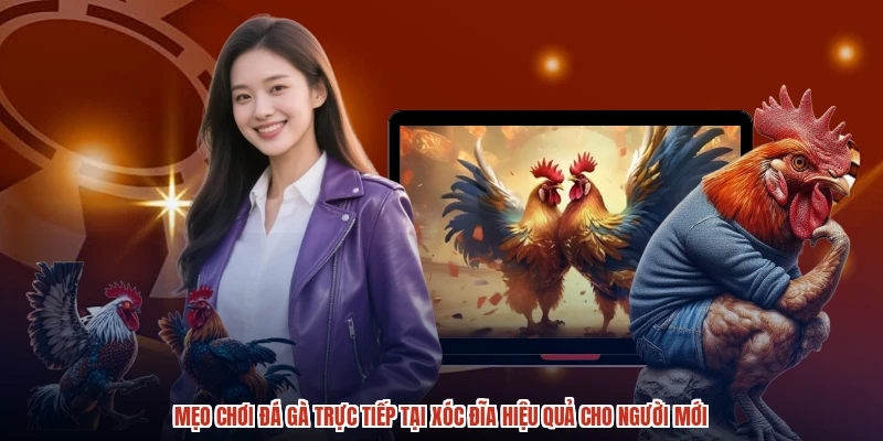 Mẹo Chơi Đá Gà Trực Tiếp Tại XÓC ĐĨA Hiệu Quả Cho Người Mới