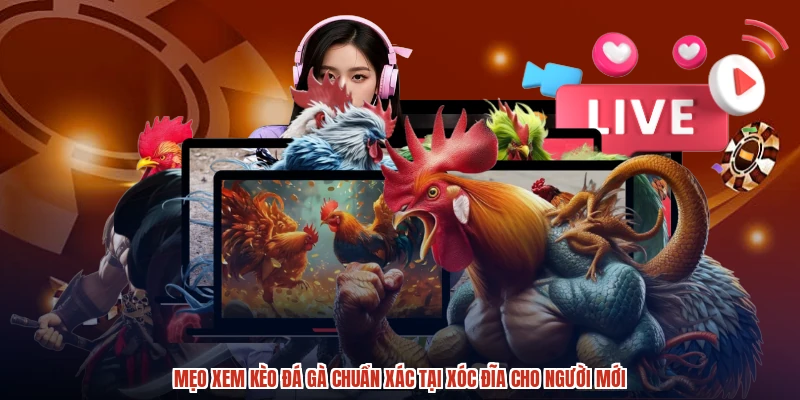 Mẹo Xem Kèo Đá Gà Chuẩn Xác Tại XÓC ĐĨA Cho Người Mới
