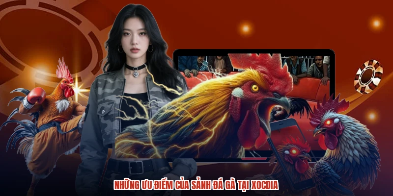 Những ưu điểm của sảnh đá gà tại XÓC ĐĨA